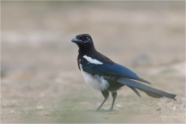 <p>STRAKA OBECNÁ (Pica pica) ---- /Eurasian magpie - Elster/</p>